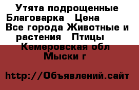 Утята подрощенные Благоварка › Цена ­ 100 - Все города Животные и растения » Птицы   . Кемеровская обл.,Мыски г.